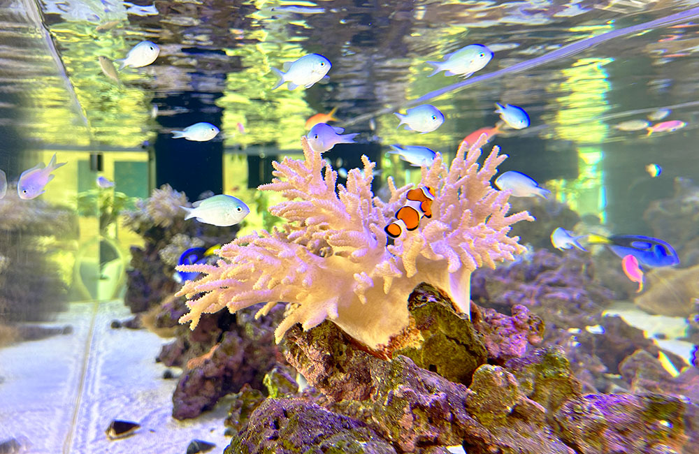 サンゴの周りを泳ぐカクレクマノミと青い海水魚の群れ