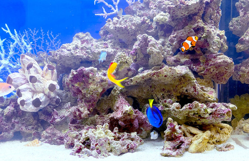 個人宅様に120cm海水魚水槽を設置!内装に映える青いマリンアクアリウム 水槽画像4