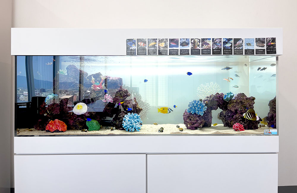 海水魚と人工サンゴを配置した白い大型水槽の全景
