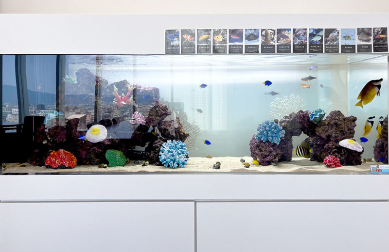 病院に150cm海水魚水槽を設置!海水魚の姿を楽しめる爽やかな水槽 水槽画像4