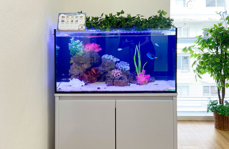 企業様にレンタルいただいている90cm海水魚水槽を移動！ 水槽画像２