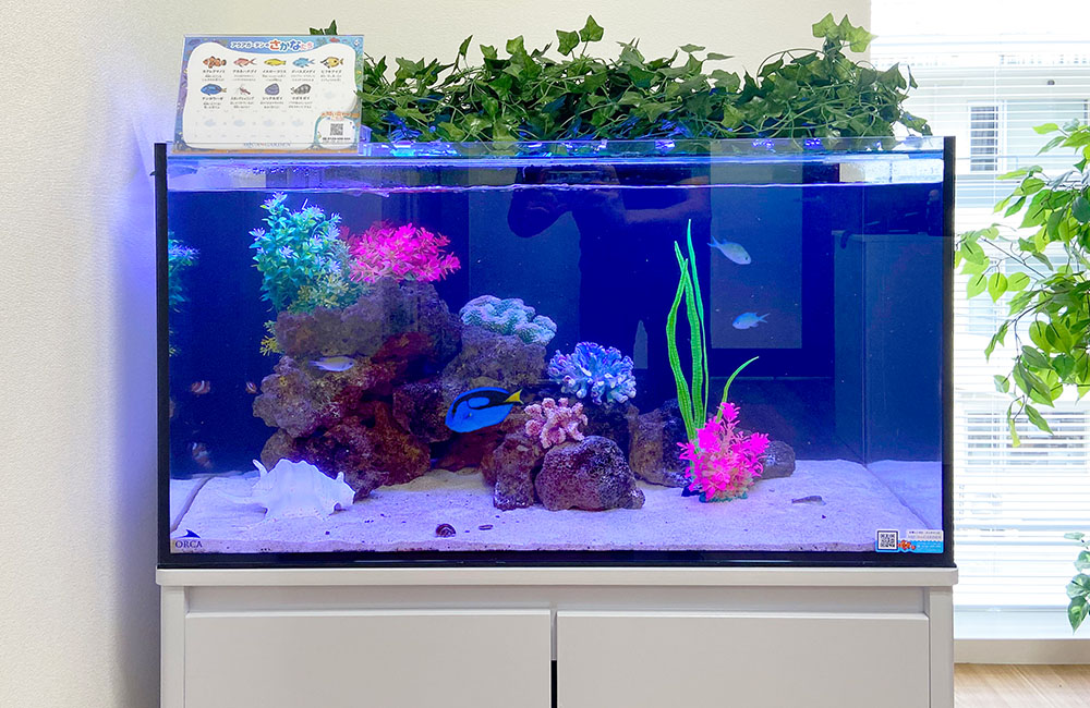 青い照明の海水魚水槽と泳ぐナンヨウハギやデバスズメダイ