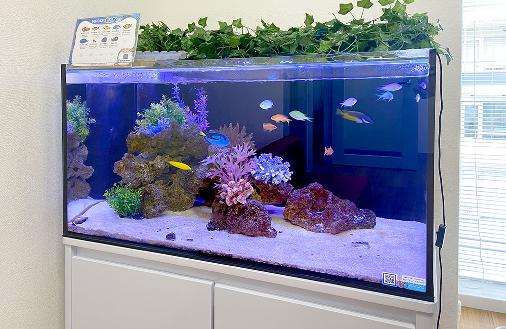 海水魚とサンゴ模型を配置した横長の水槽レイアウト