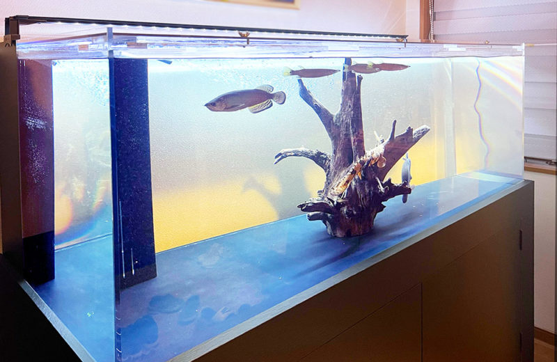 150cmの特注水槽を販売・設置!古代魚たちのかっこよさが際立つ水槽 水槽画像5