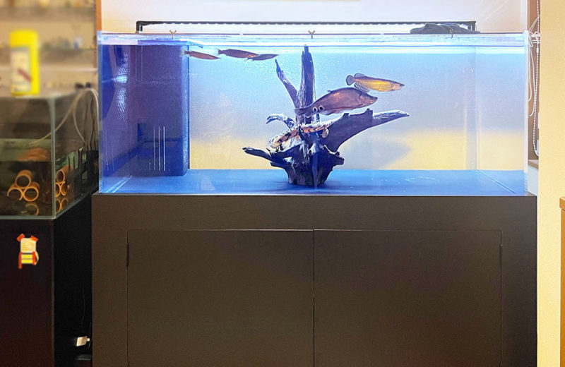 150cmの特注水槽を販売・設置!古代魚たちのかっこよさが際立つ水槽 水槽画像3