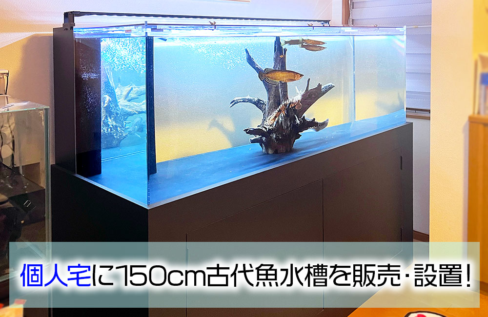 150cmの特注水槽を販売・設置！古代魚たちのかっこよさが際立つ水槽 メイン画像