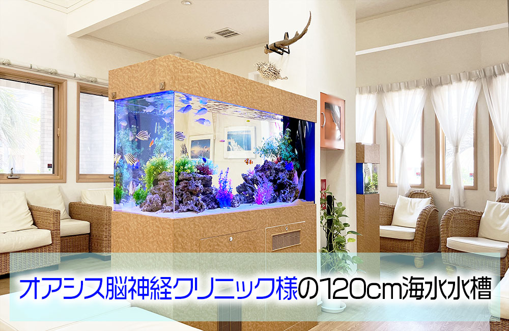 オアシス脳神経クリニック様の120cm海水魚水槽!15年目の様子