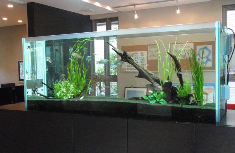 積水ハウス様 150cm淡水魚水槽 メンテナンス事例 水槽画像1