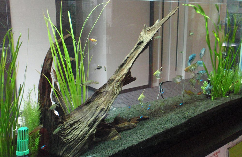 水草が茂る大型水槽を泳ぐエンゼルフィッシュと熱帯魚群