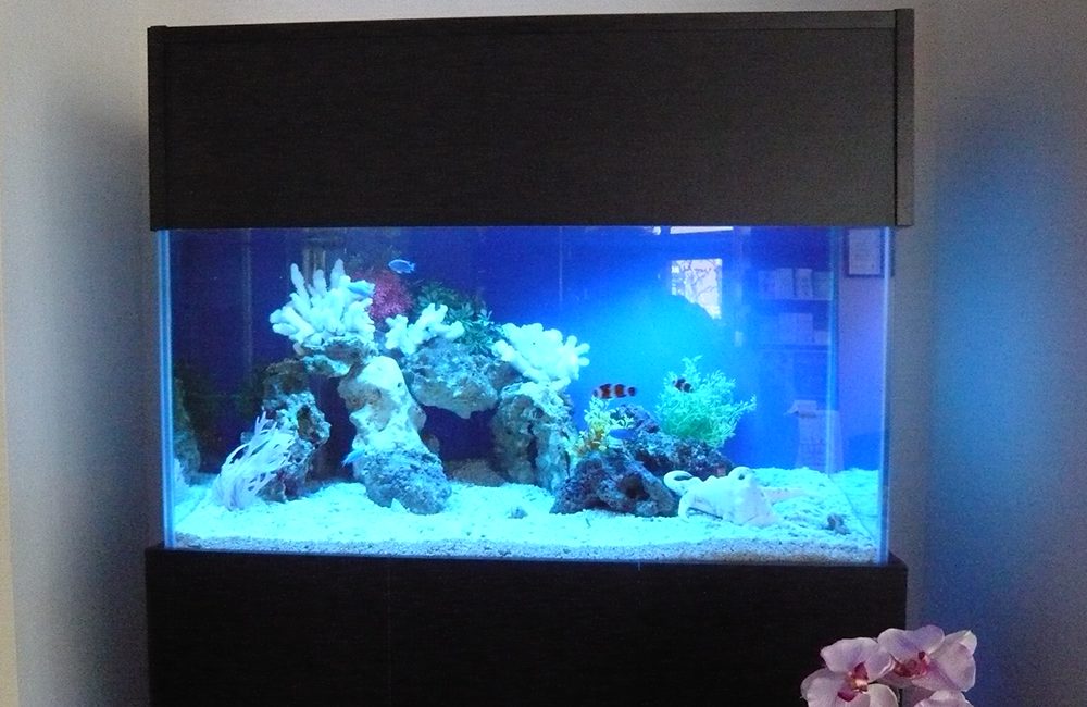 白いサンゴとクマノミが泳ぐ青い背景の海水魚水槽