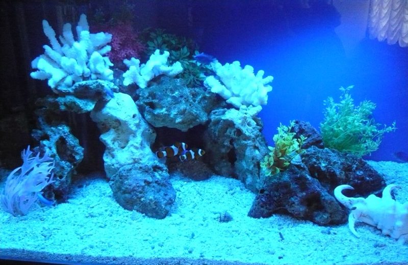 神奈川県横浜市 歯科クリニック様 90cm海水魚水槽 その後の様子 水槽画像3