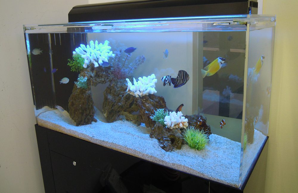 渋谷区オフィス様　90cm海水魚水槽レンタル事例　その後の様子のサムネイル画像