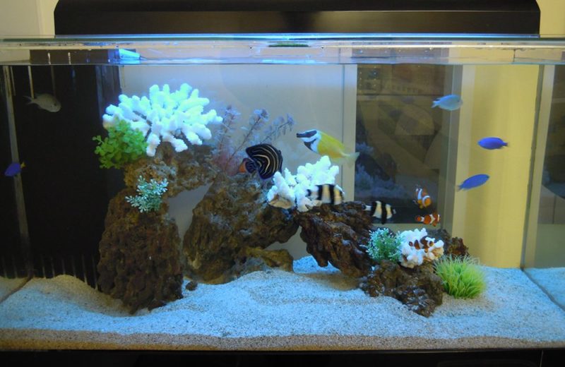 渋谷区オフィス様 90cm海水魚水槽レンタル事例 その後の様子 水槽画像2
