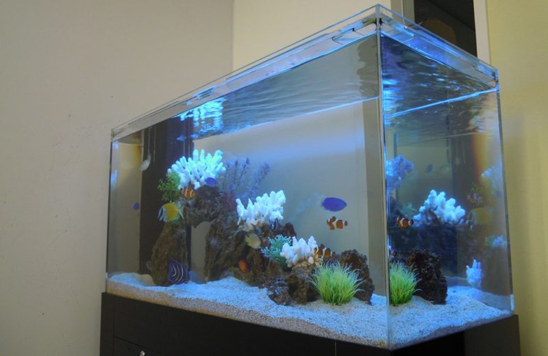 渋谷区オフィス様 90cm海水魚水槽レンタル事例 その後の様子 水槽画像3
