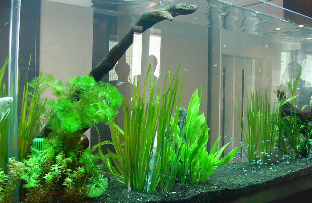 水草が茂る大型水槽を泳ぐエンゼルフィッシュと熱帯魚群