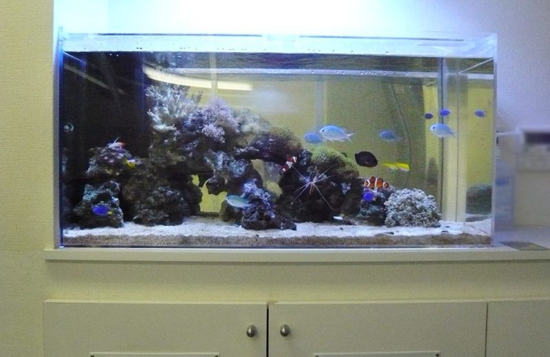 横浜市企業様 90cm海水魚水槽レンタル事例 その後の様子 水槽画像1