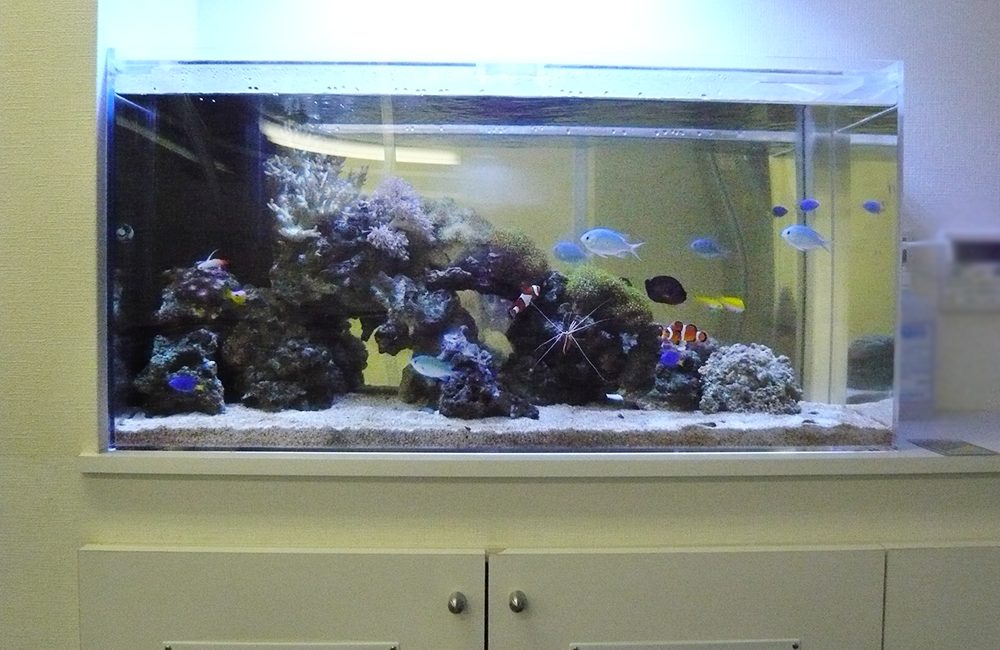 横浜市企業様　90cm海水魚水槽レンタル事例　その後の様子のサムネイル画像