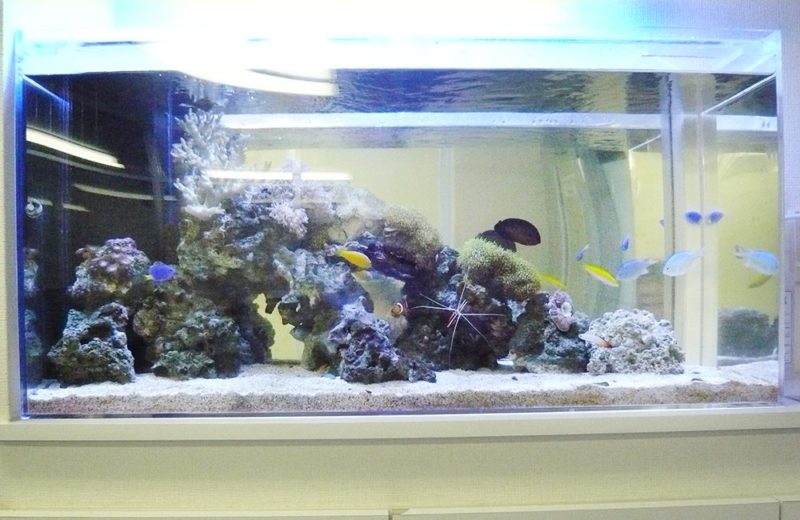 横浜市企業様 90cm海水魚水槽レンタル事例 その後の様子 水槽画像2