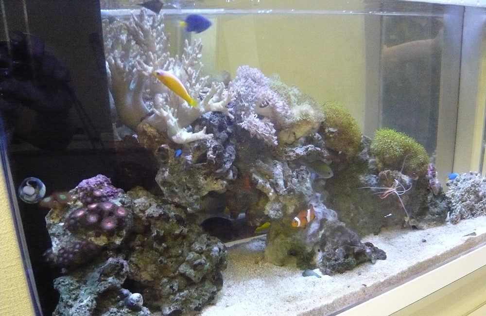 白い砂と岩に黄色い海水魚が泳ぐ海水魚水槽