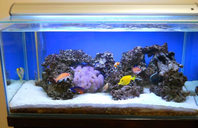 耳鼻咽喉科様 海水魚水槽を60cmから90cmにリニューアルしました 水槽画像2