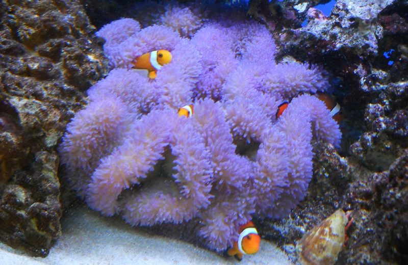 耳鼻咽喉科様 海水魚水槽を60cmから90cmにリニューアルしました 水槽画像3