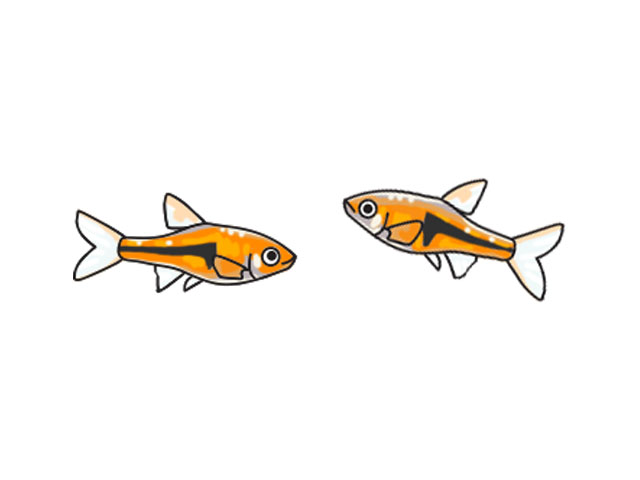オレンジ色の体に黒い模様がある小型熱帯魚のイラスト