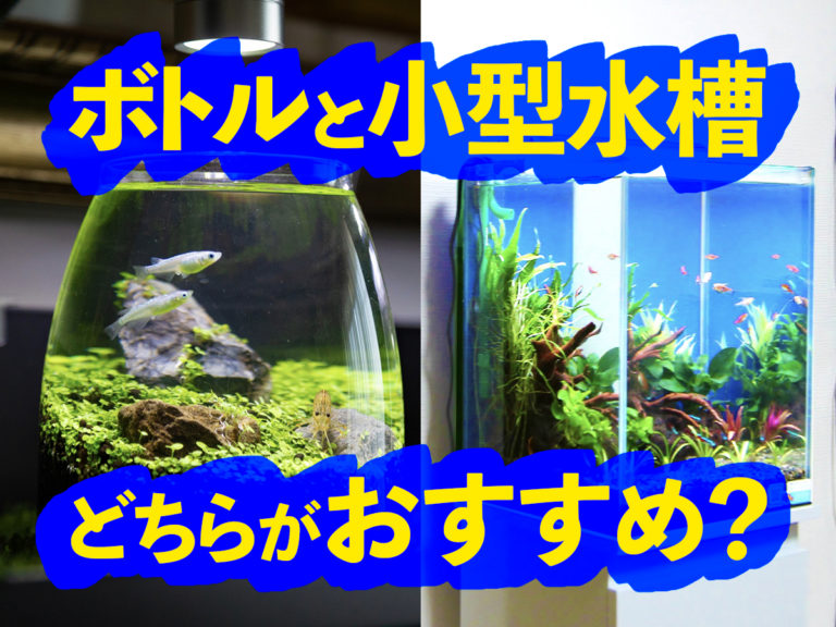 ボトルと小型水槽どちらがおすすめかの文字入り画像
