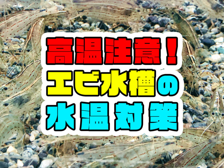 高温注意！エビ水槽の水温対策の文字とエビの見出し画像