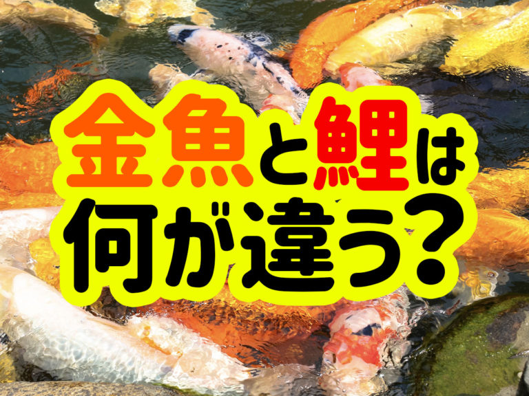 金魚と鯉は何が違う?の文字と池を泳ぐ錦鯉の見出し画像