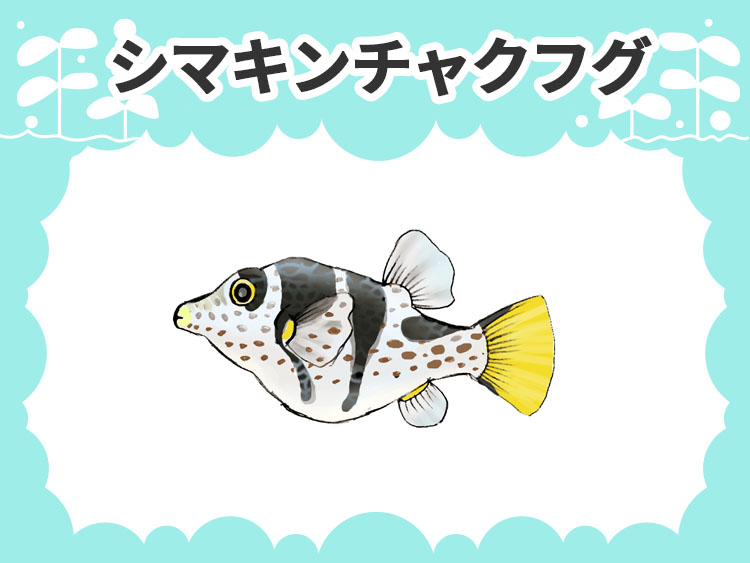 シマキンチャクフグのお魚図鑑
