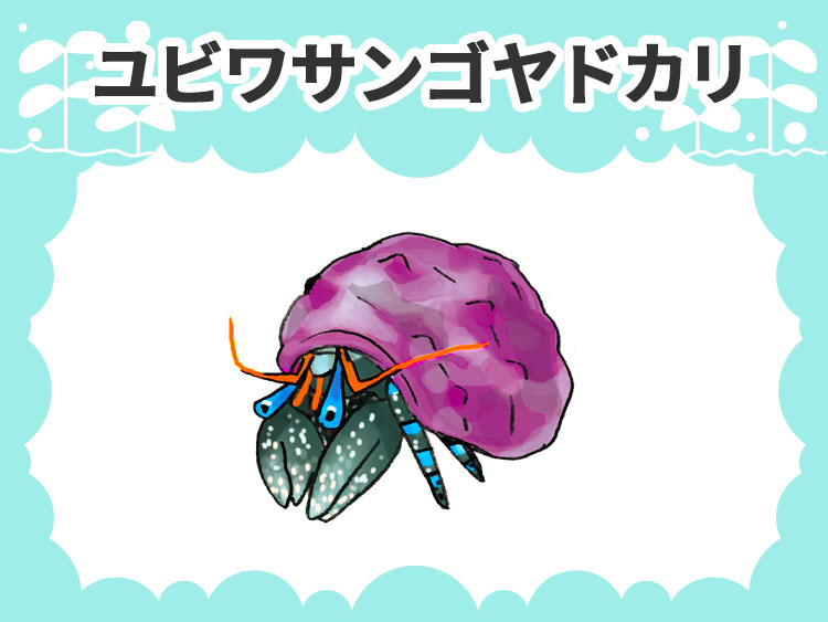 ユビワサンゴヤドカリのお魚図鑑