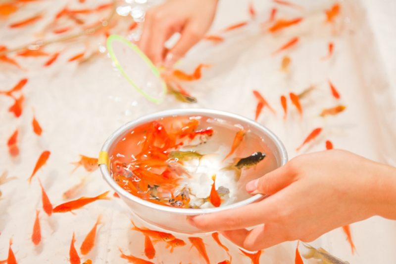 金魚すくいのポイとボウルを持つ手と泳ぐ大量の金魚