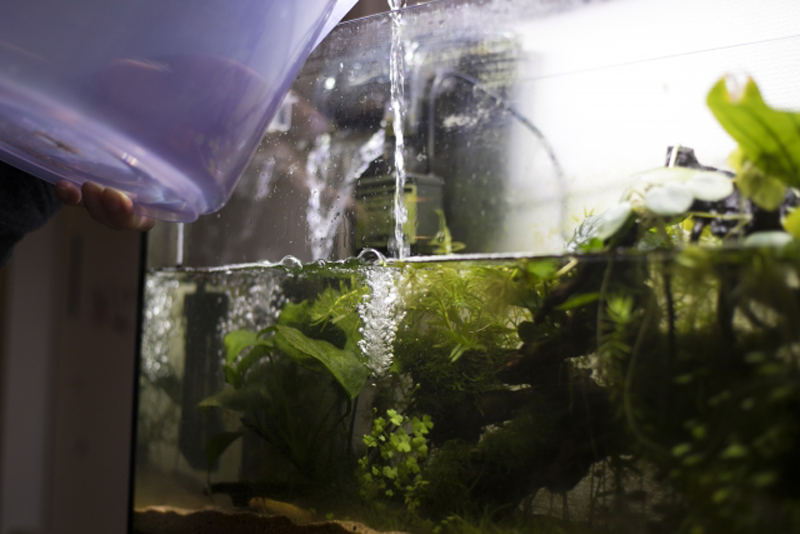バケツから水草水槽へ注水するメンテナンス風景