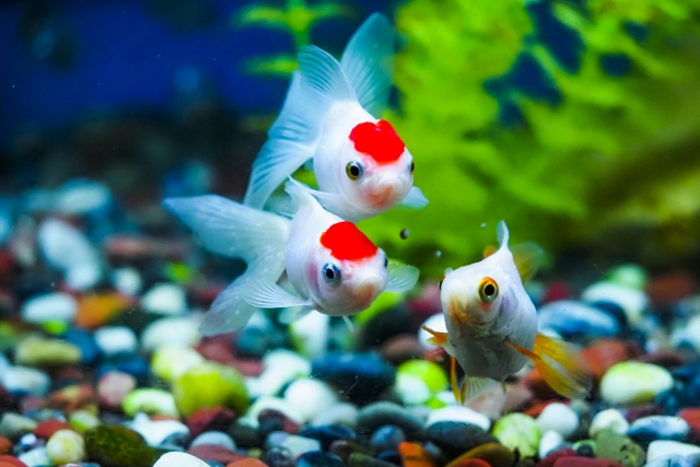 水槽内を泳ぐ白い金魚と緑色の水草と底砂利