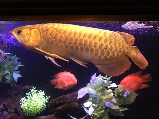 水槽内を泳ぐアロワナと赤い熱帯魚や人工水草の配置