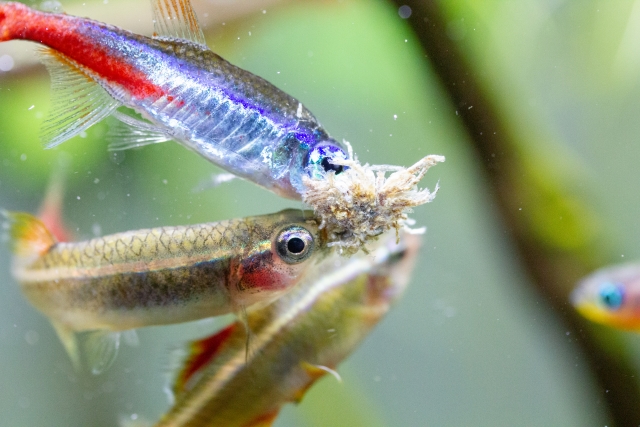 餌を食べるネオンテトラの仲間と小型熱帯魚の群れ