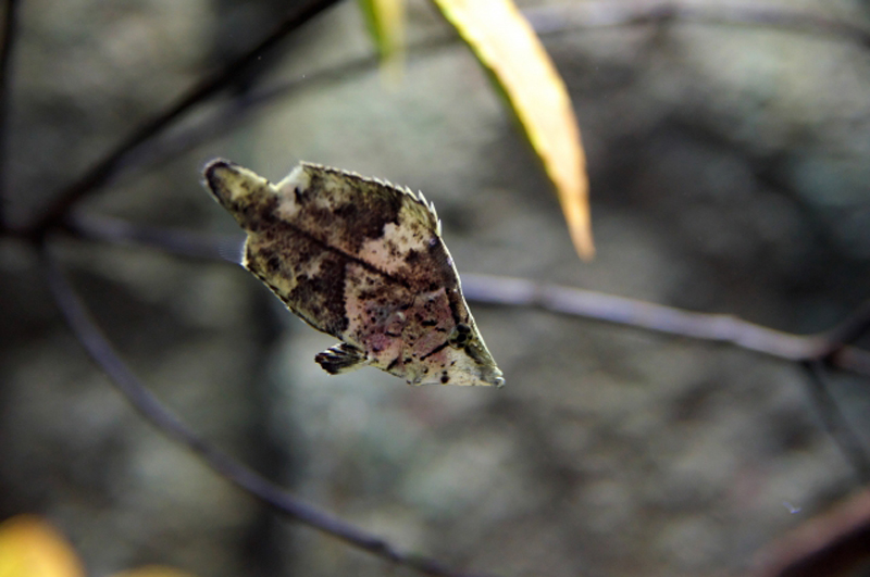 枯葉に似た模様の熱帯魚と水槽内の流木や水草の葉