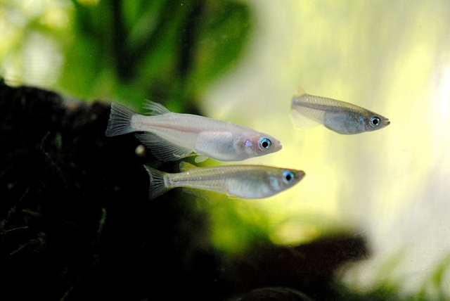 水草を背景に泳ぐ3匹のメダカと流木の影