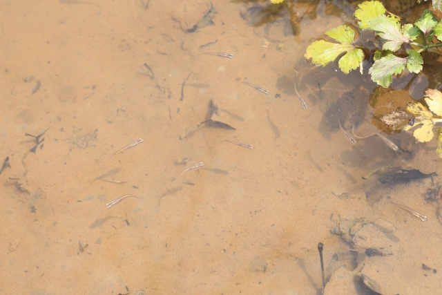 濁った浅い水辺を泳ぐメダカの群れと水草の葉