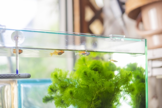 水草が茂る水槽内を泳ぐメダカと水温計