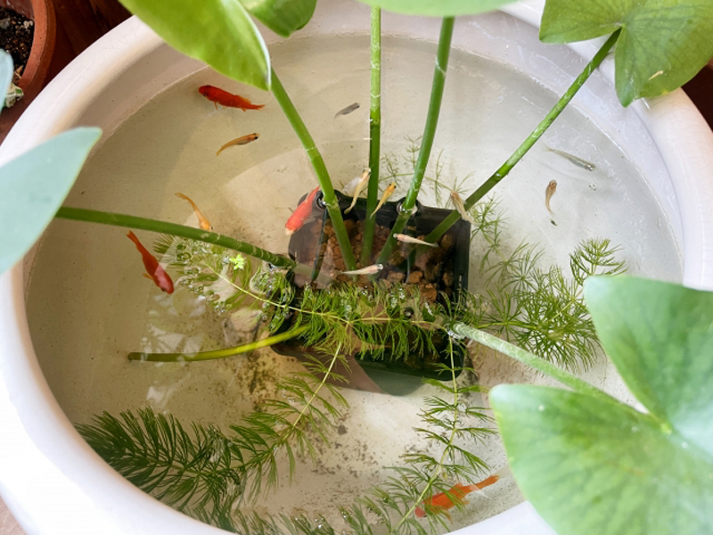 白い鉢で水草とメダカを飼育するビオトープの俯瞰画像