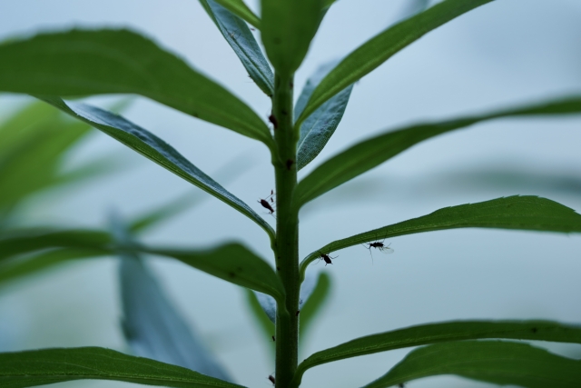 植物の茎や葉の裏に付着する小さな黒い虫の群れ