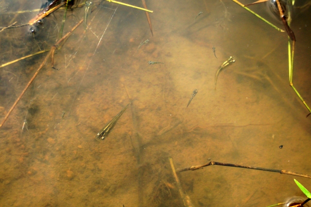 濁った水底を泳ぐ複数のメダカと水草の茎