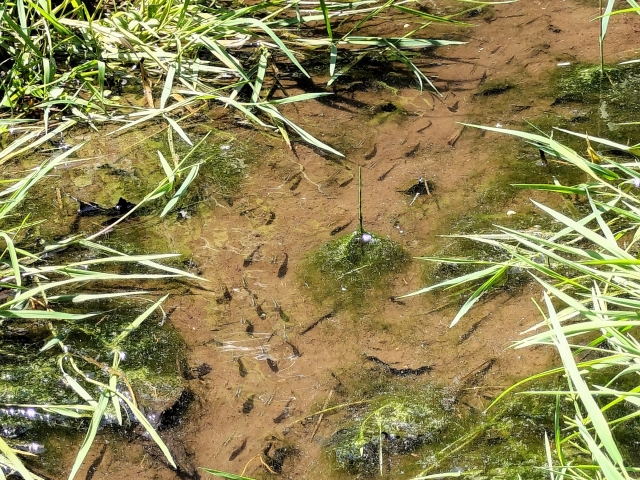 水草が生い茂る浅い川底を泳ぐメダカの群れ