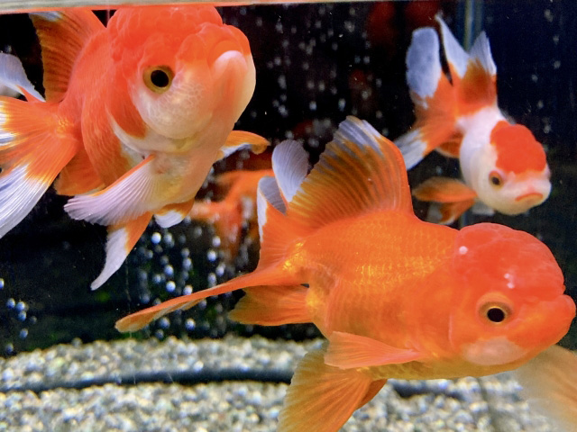 水槽内を泳ぐ赤色と更紗模様の金魚たち