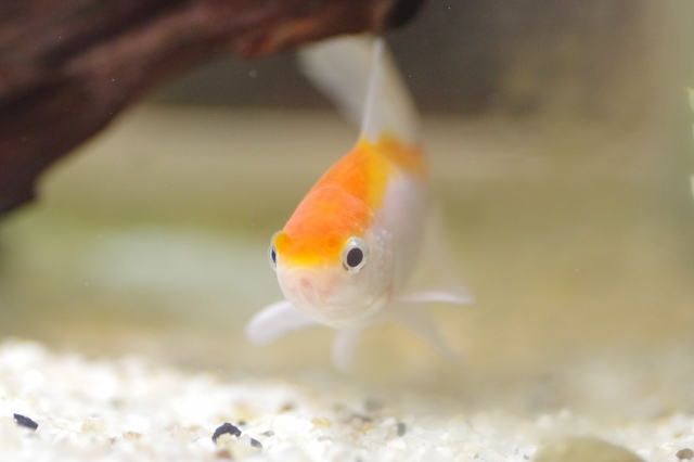 流木の下を泳ぐ紅白模様の金魚と白い底砂の風景