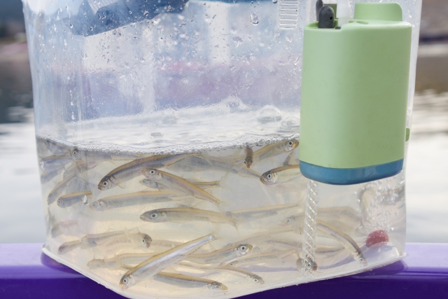 透明な容器で泳ぐ多数の小魚と緑色のエアーポンプ