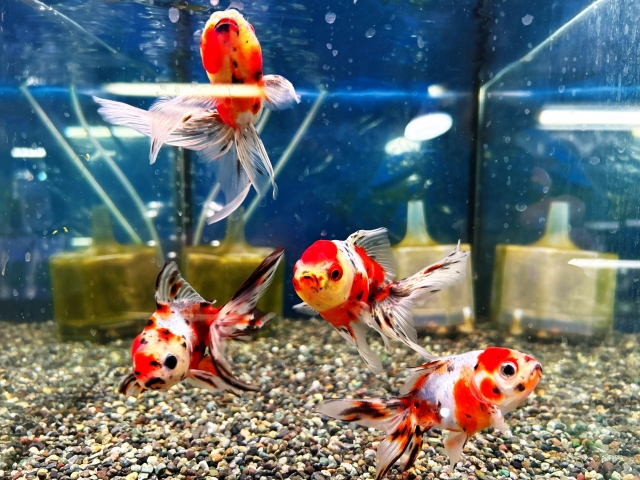 水槽内を泳ぐ赤と白の斑点模様がある複数匹の金魚