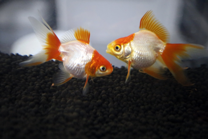 黒い底砂の上を泳ぐ紅白の琉金型の金魚2匹