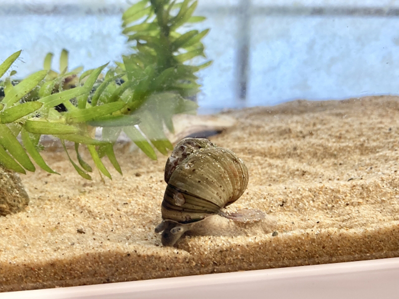 砂の上を移動するタニシと水草のアナカリス類